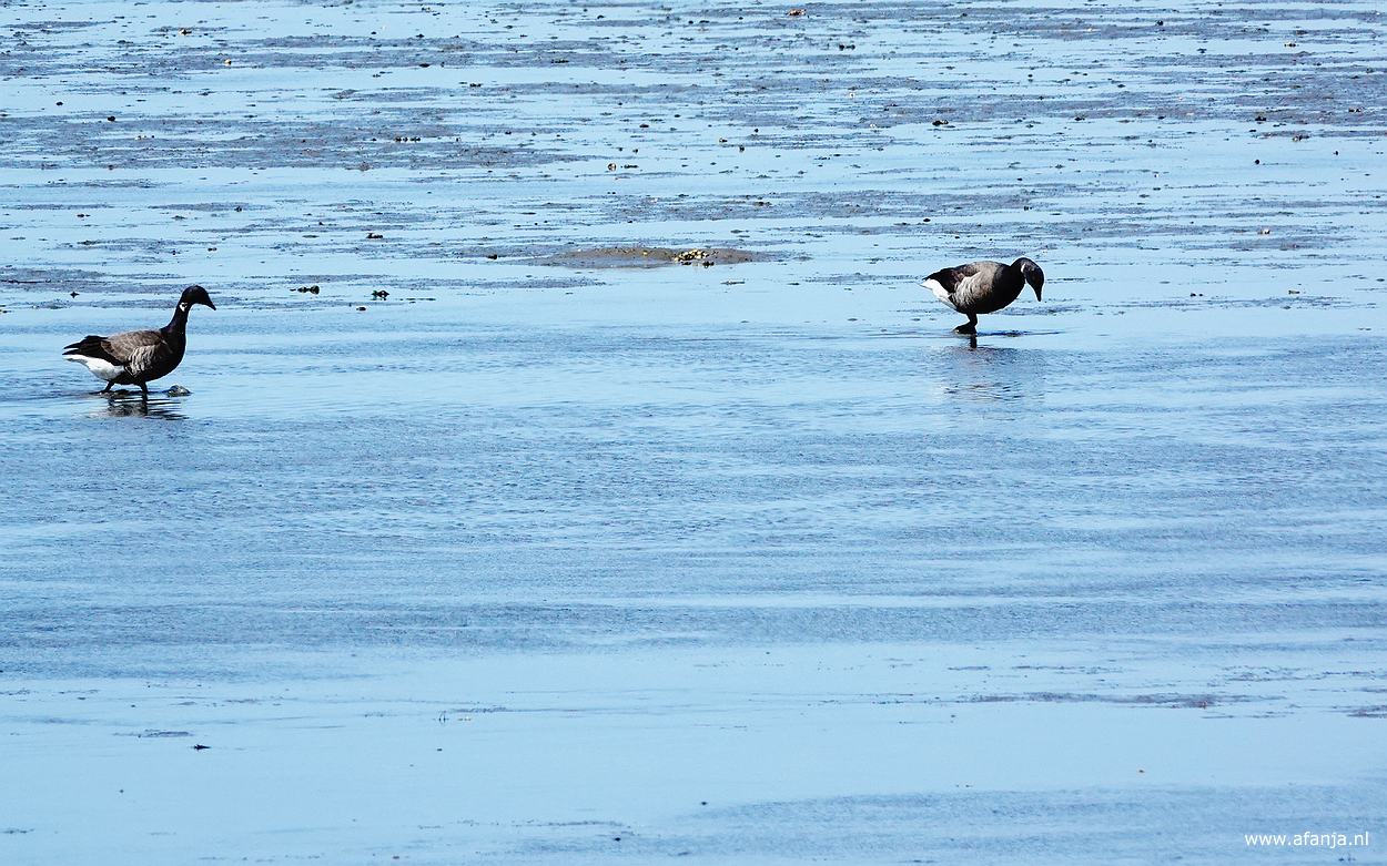 twee foeragerende rotganzen op het Wad