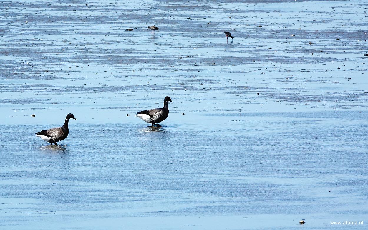 twee foeragerende rotganzen op het Wad