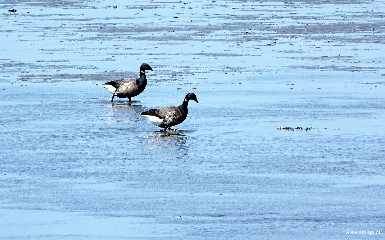 twee foeragerende rotganzen op het Wad