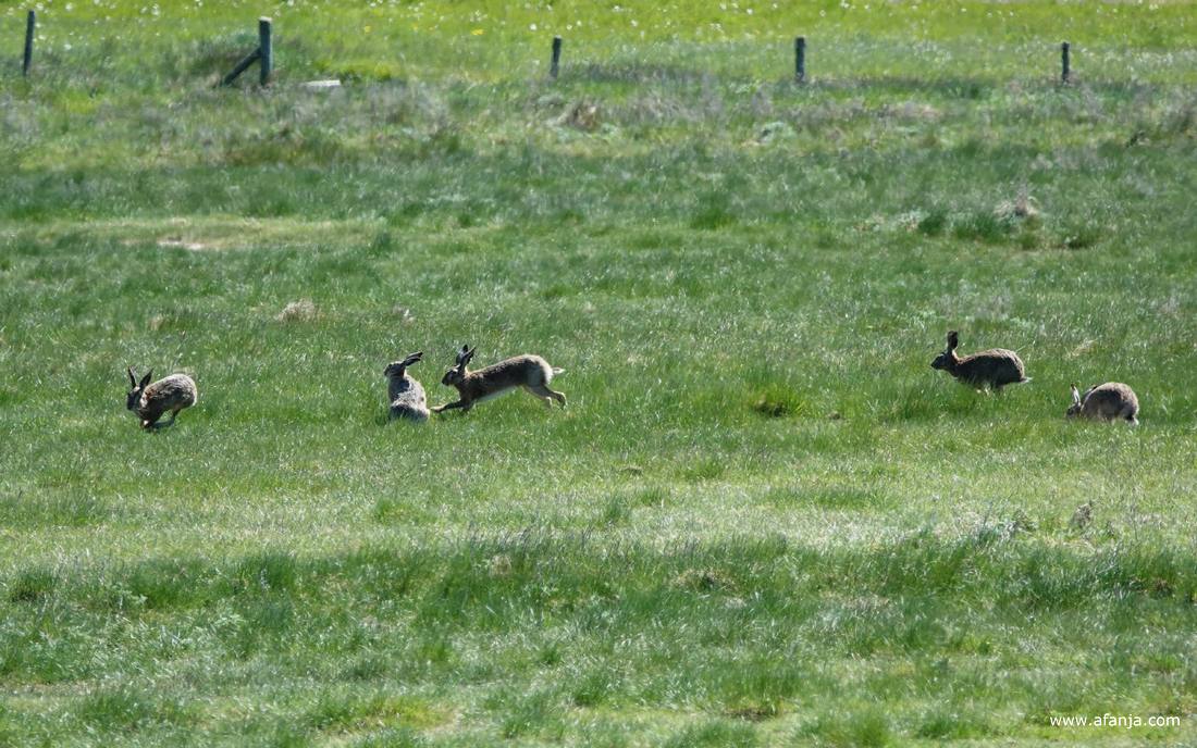 aan de oostkant van de strekdam dansten de hazen