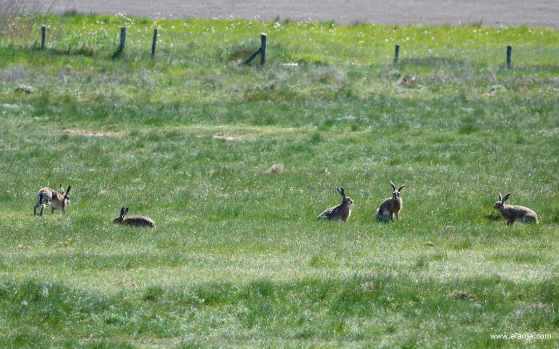aan de oostkant van de strekdam dansten de hazen