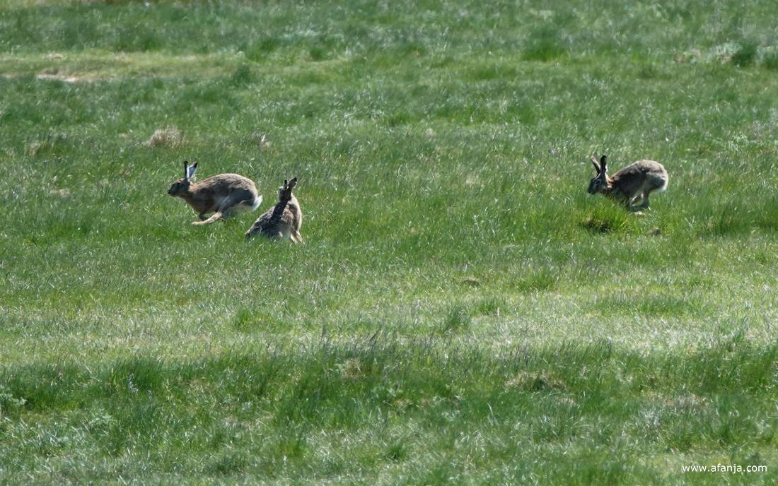 aan de oostkant van de strekdam dansten de hazen