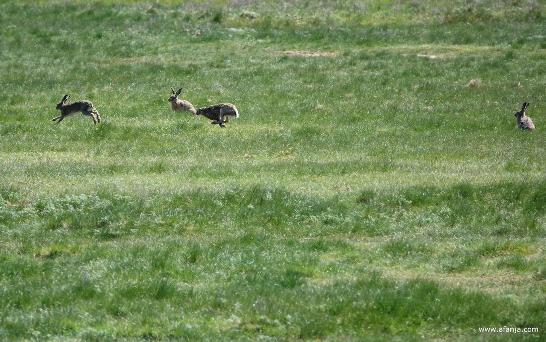 aan de oostkant van de strekdam dansten de hazen