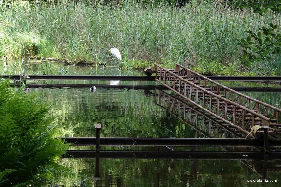 een grote zilverreiger en een eend bij een van de oude modellen in het Waterloopbos