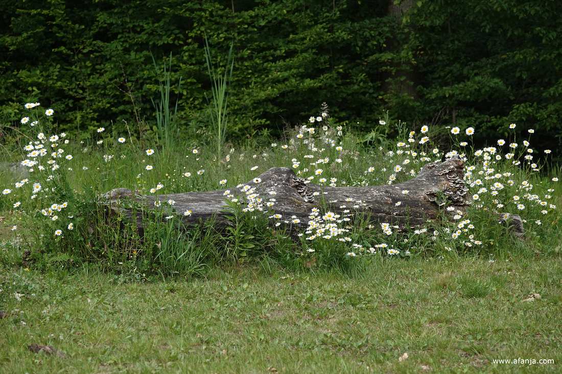 een oude boomstam omgeven door margrieten