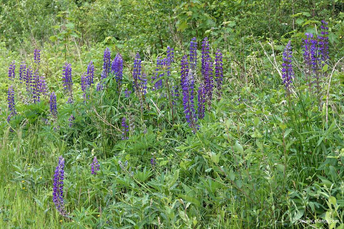 aan de andere kant van 'Delatwerk//'wachten paarse lupinen op ons