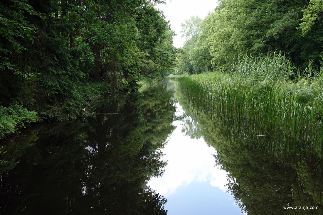 uitzicht vanaf het bruggetje over watergang door het bos
