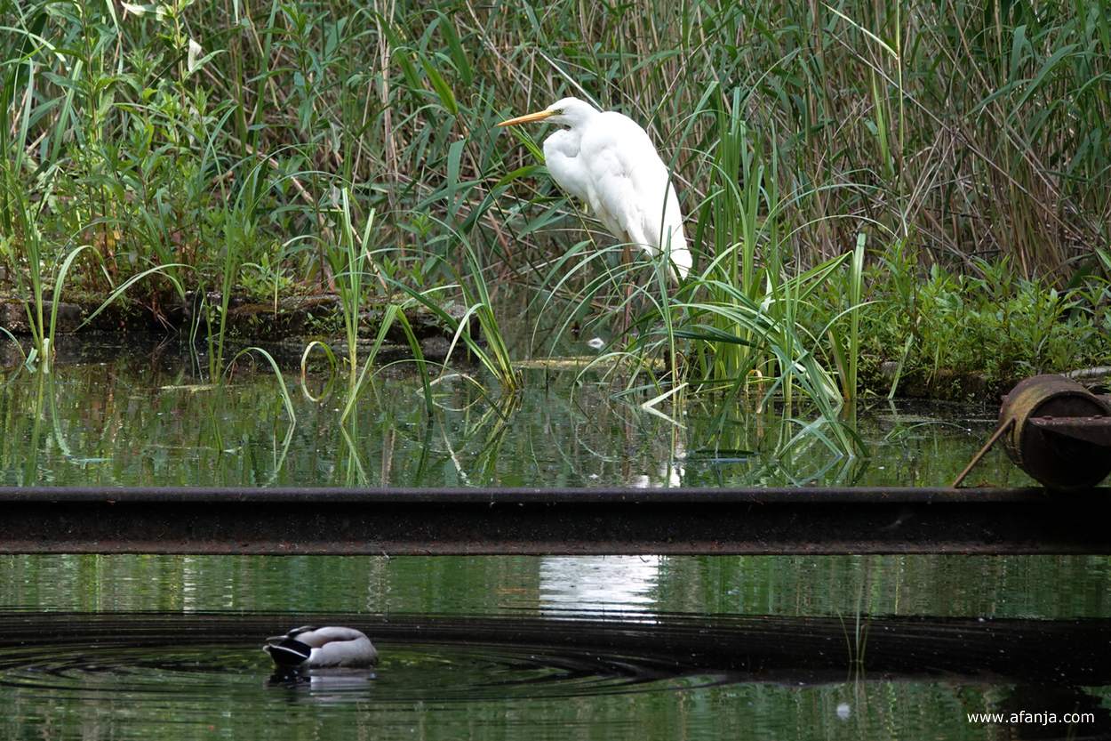 een zilverreiger staat tussen de oeverbegroeiing, op de voorgrond is een eend zichtbaar