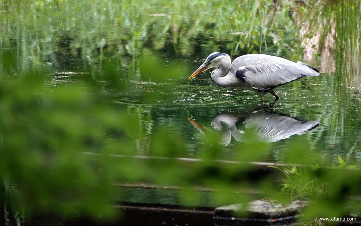 een vissende blauwe reiger heeft iets gevangen