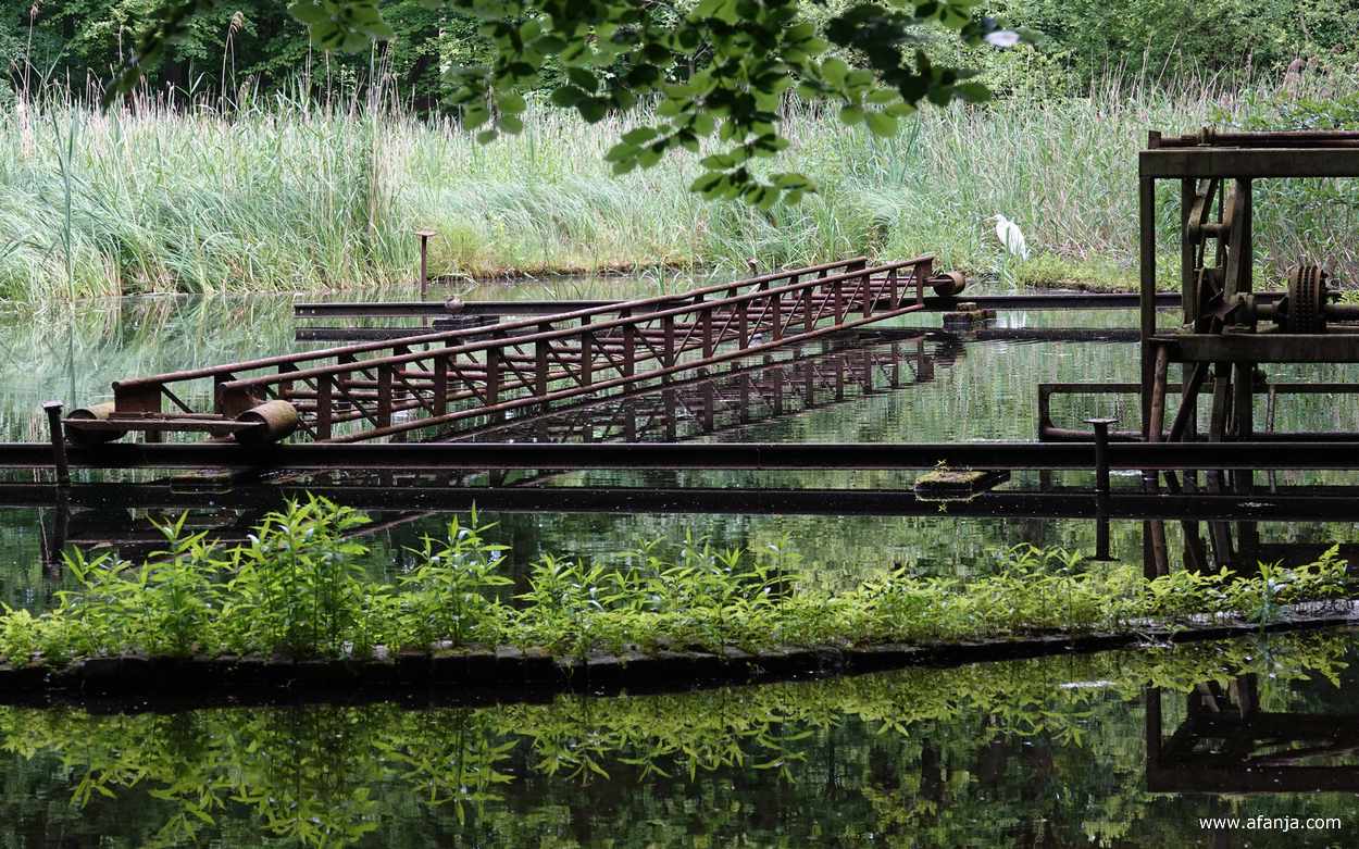 achter een roestige constructie staat een grote zilverreiger tussen de oeverbegroeiing