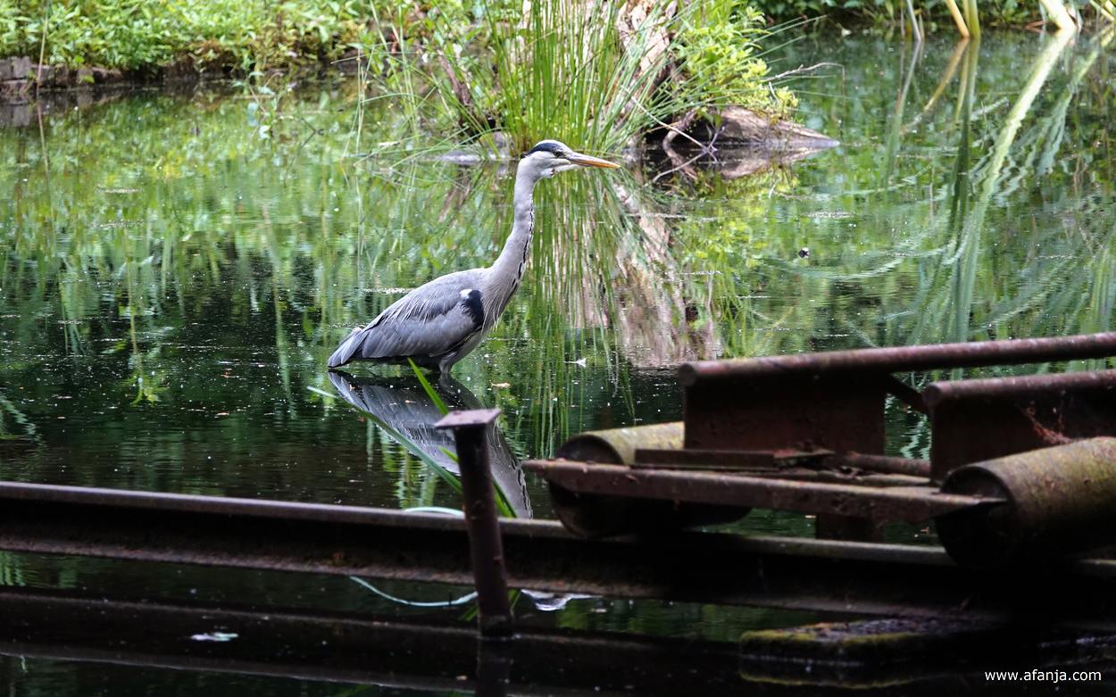achter een roestige constructie staat een blauwe reiger in het water