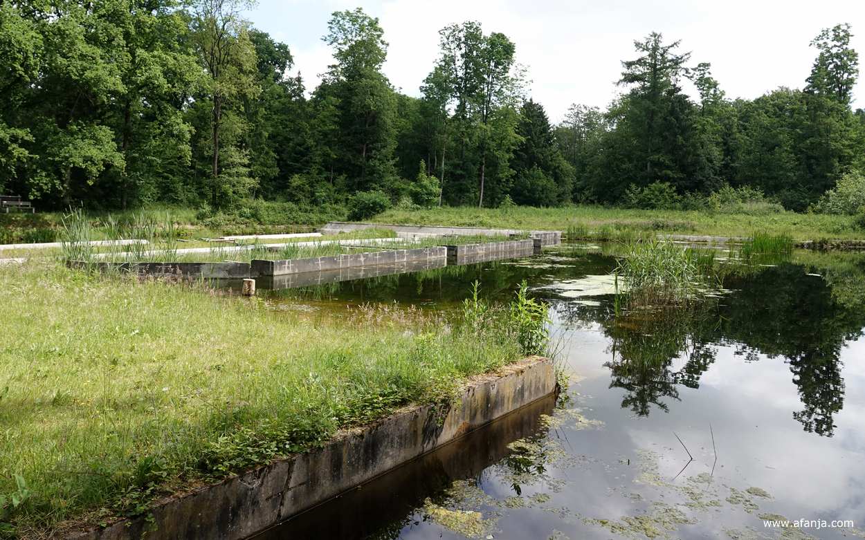 een waterpartij in het Waterloopbos