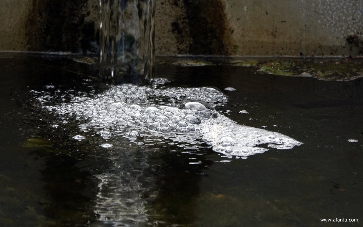 een verkoelende waterstroom in het Waterloopbos