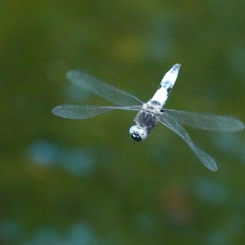 een gewone oeverlibel in de vlucht
