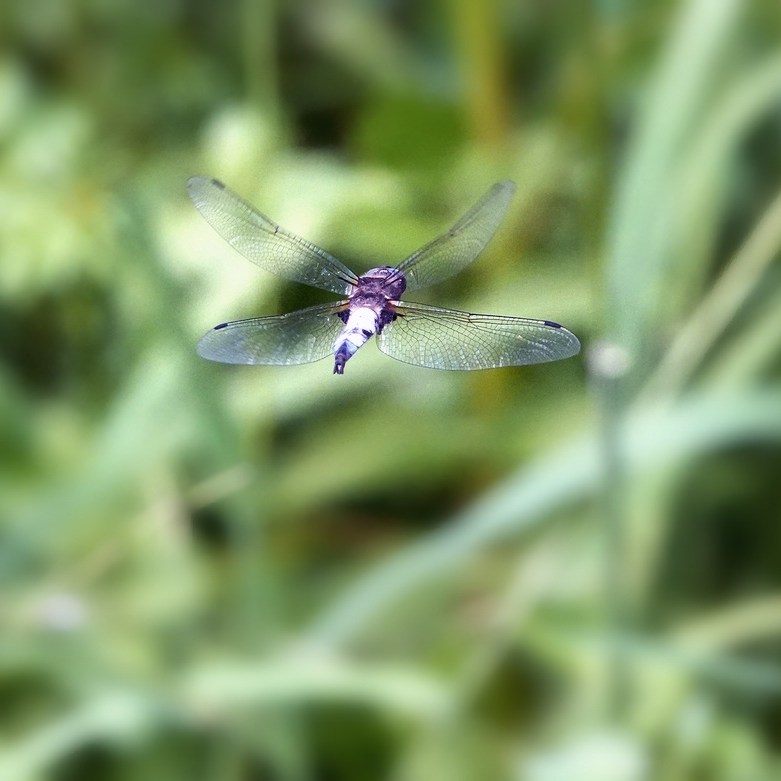 een gewone oeverlibel in de vlucht