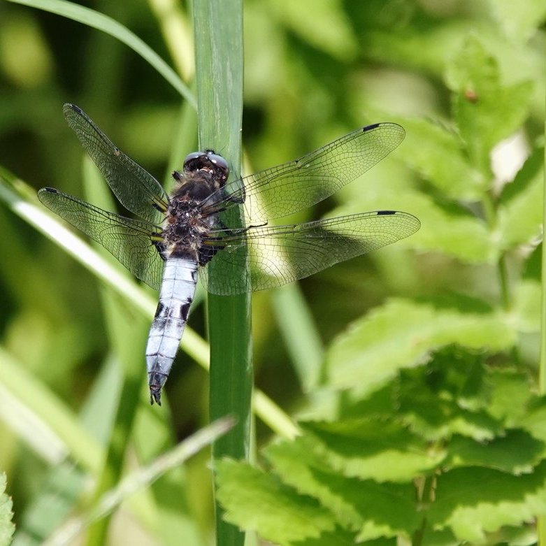 een gewone oeverlibel hangt aan een blad