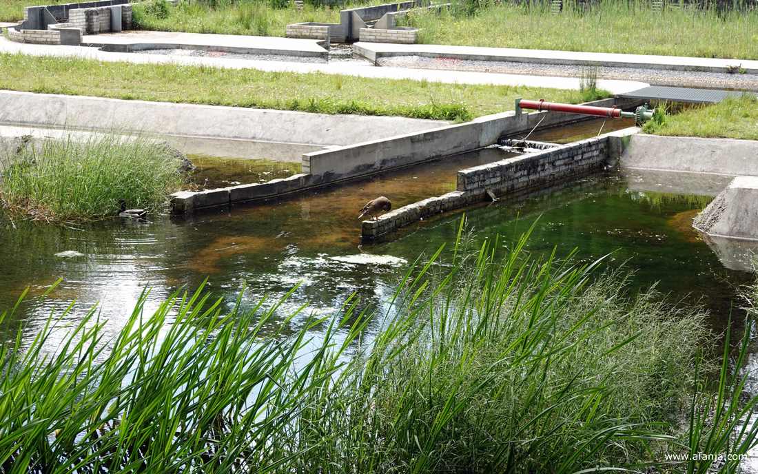 een paar eenden bij een van de schaalmodellen