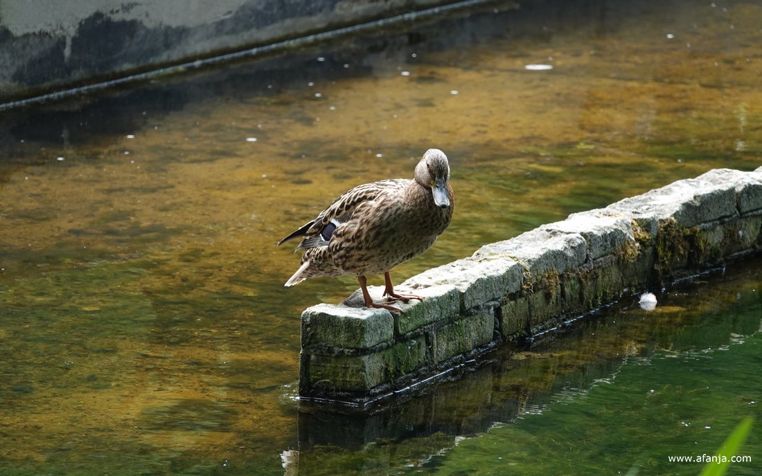 een eend op een van de schaalmodellen