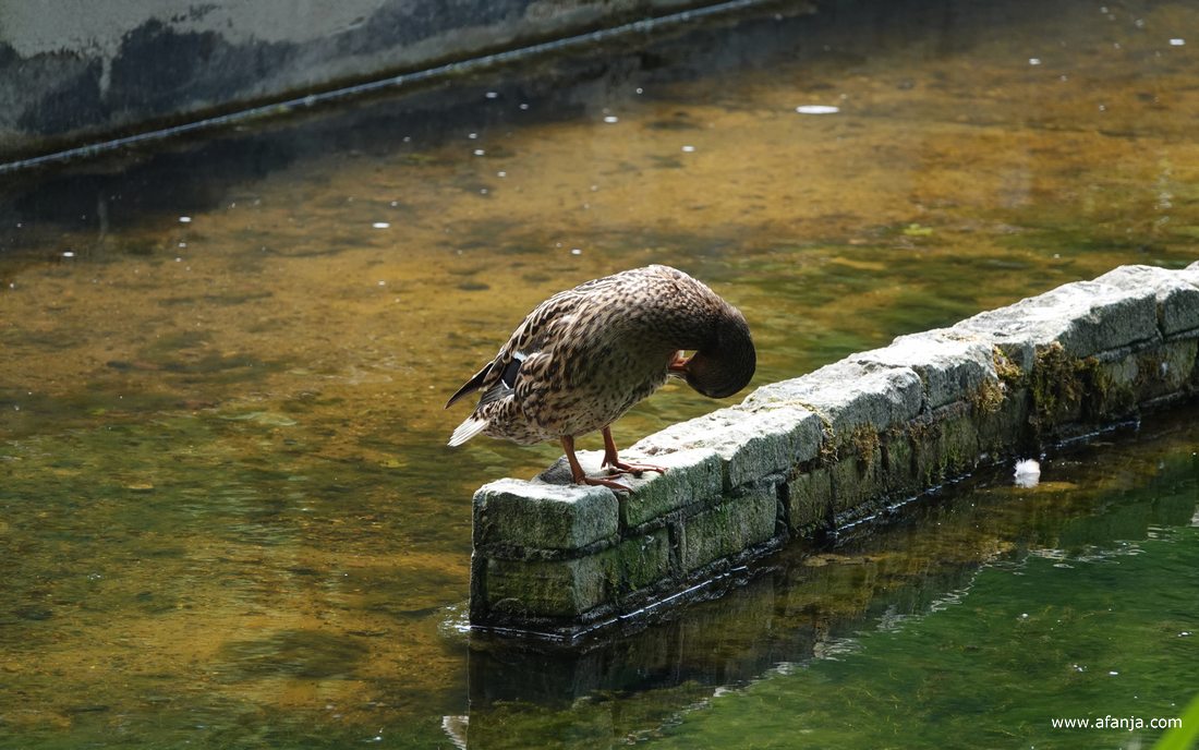 een eend op een van de schaalmodellen