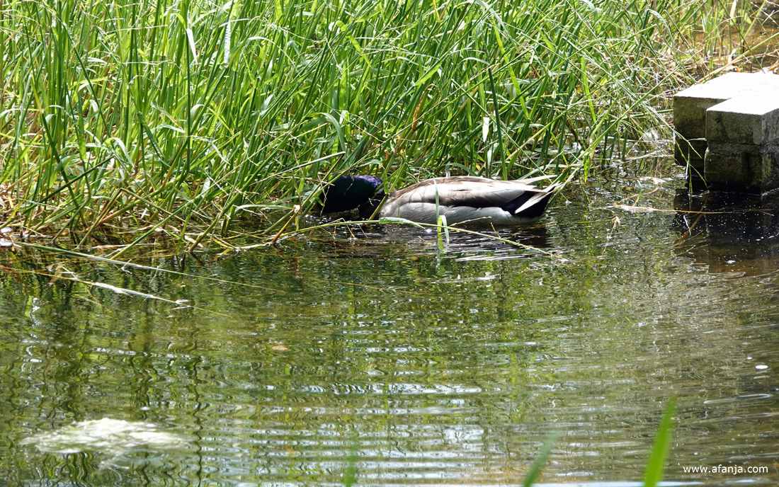 een eend bij een van de schaalmodellen