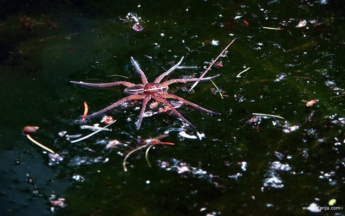 een grote gerande oeverspin