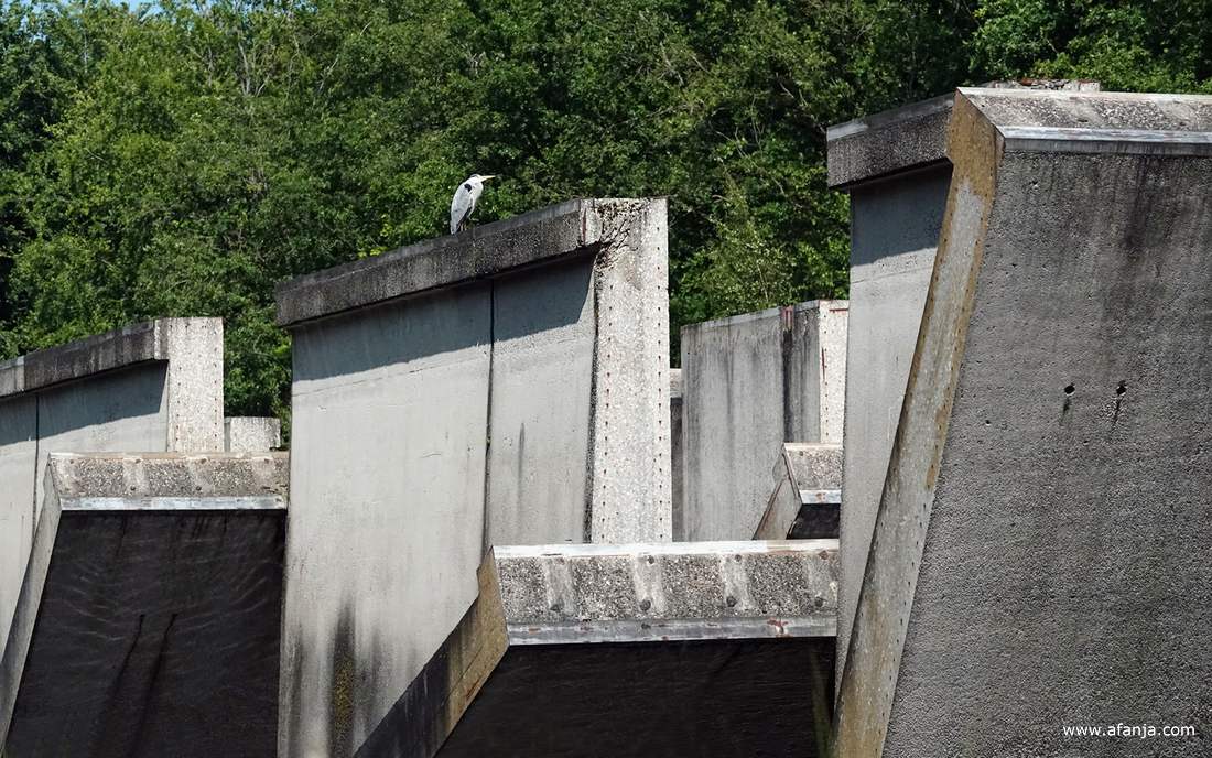 er zit een blauwe reiger op één van de betonnen elementen van het kunstwerk 'Deltawerk//' in het Waterloopbos