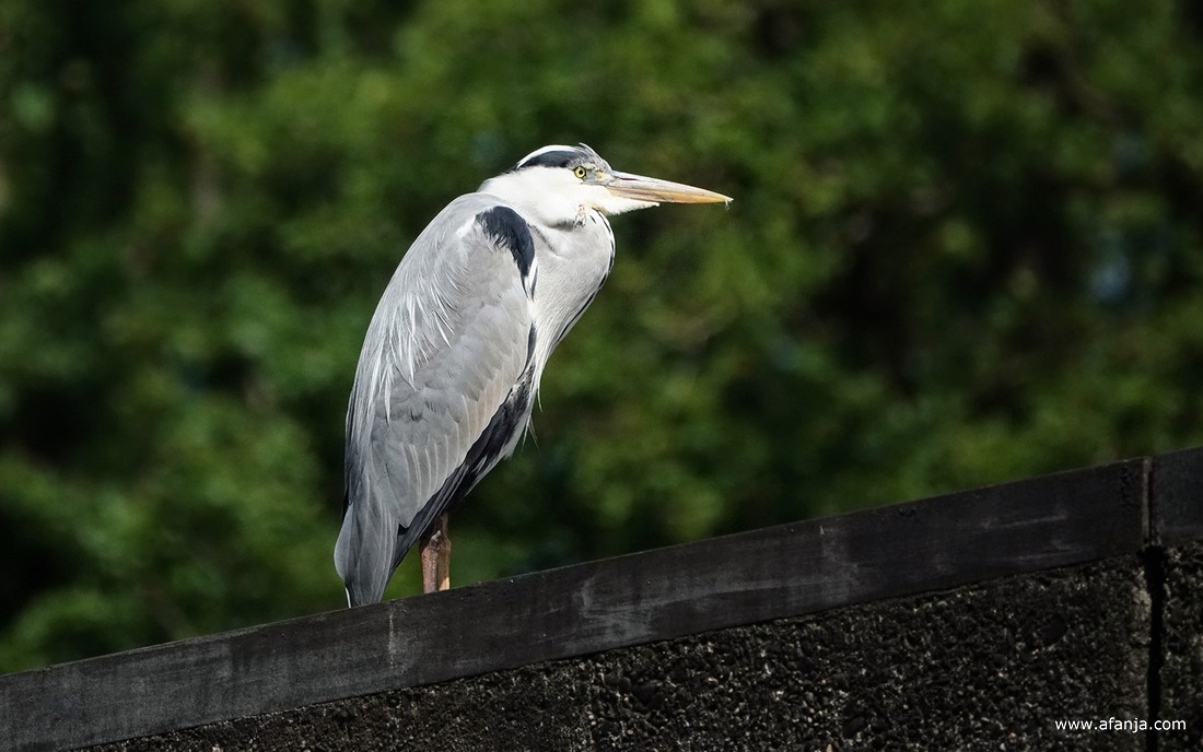 close-up van een blauwe reiger op het kunstwerk 'Deltawerk//' in het Waterloopbos