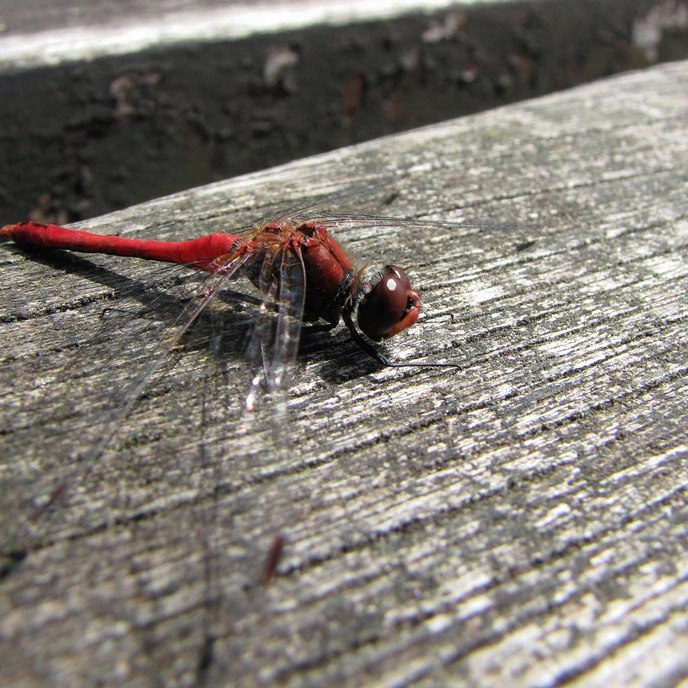 een bloedrode heidelibel