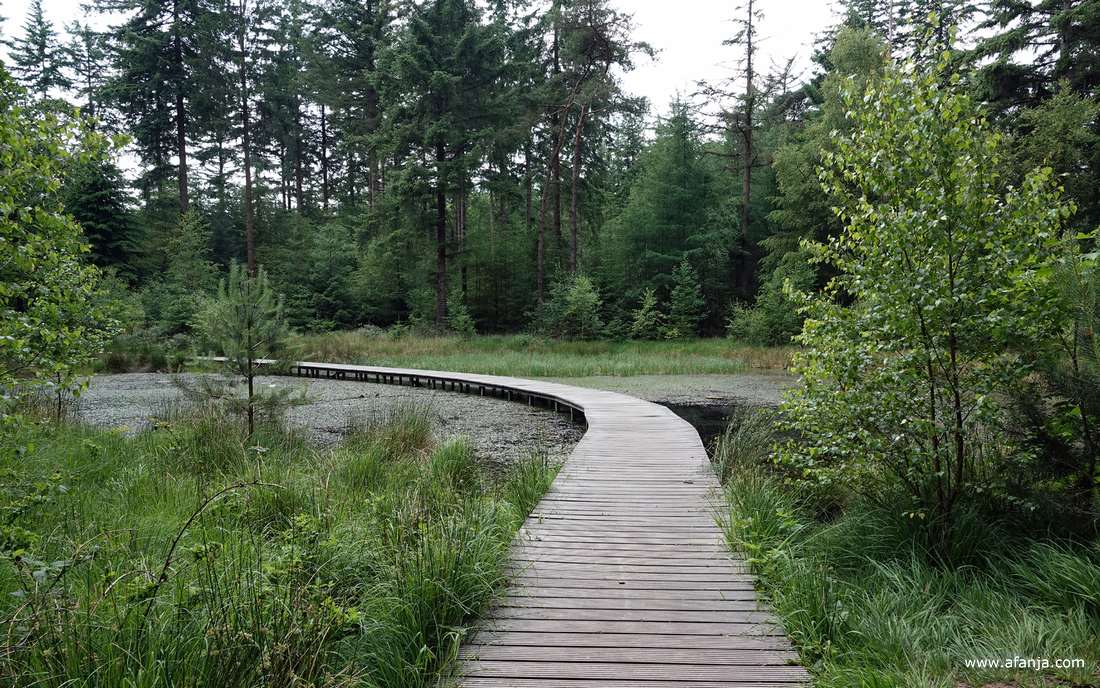een vlonderpad over een vennetje