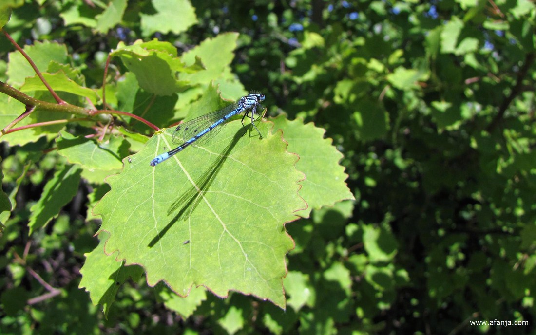 een azuurwaterjuffer op een groen blad