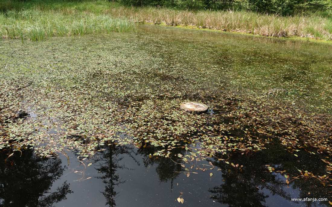 een boomstam midden in het vennetje