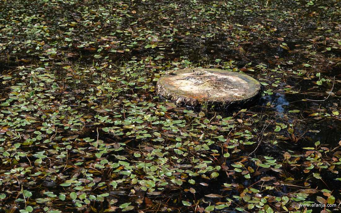 een boomstam midden in het vennetje