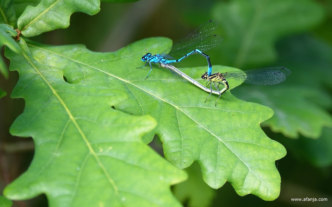paringsrad van een paar azuurwaterjuffers