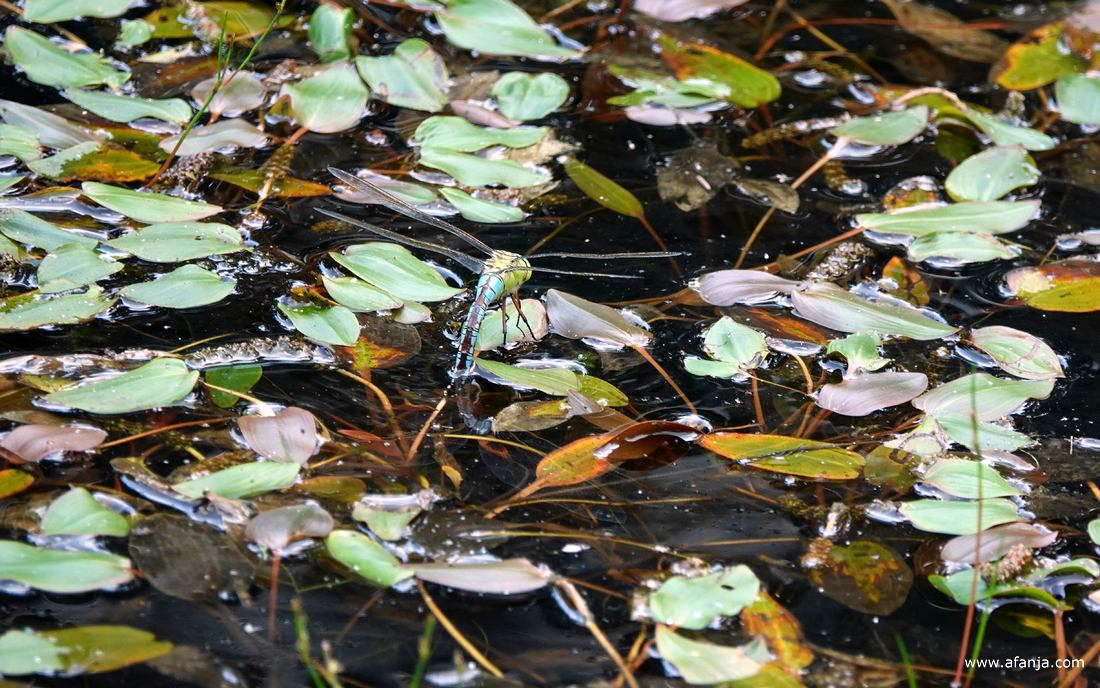 een grote keizerlibel zet eitjes af in het vennetje
