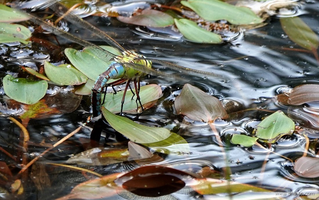 een grote keizerlibel zet eitjes af in het vennetje