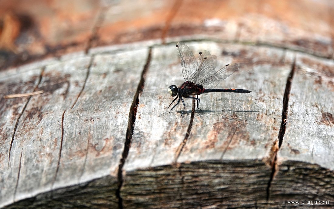 een venwitsnuitlibel op een dode boomstam