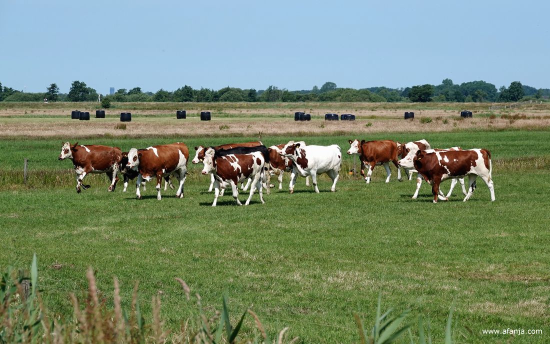 een kudde van ongeveer 12 hokkelingen loopt naar de rand van het weiland