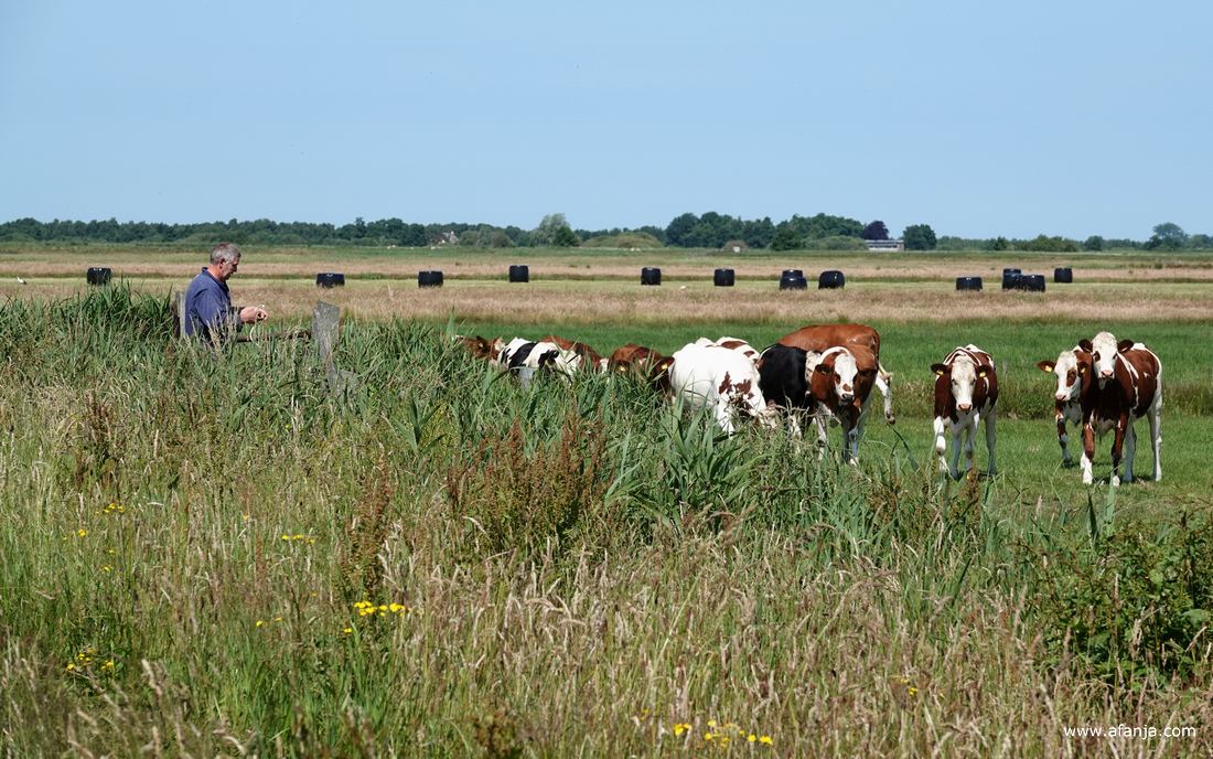 de hokkelingen druipen af als ze zien dat de boer het hek sluit
