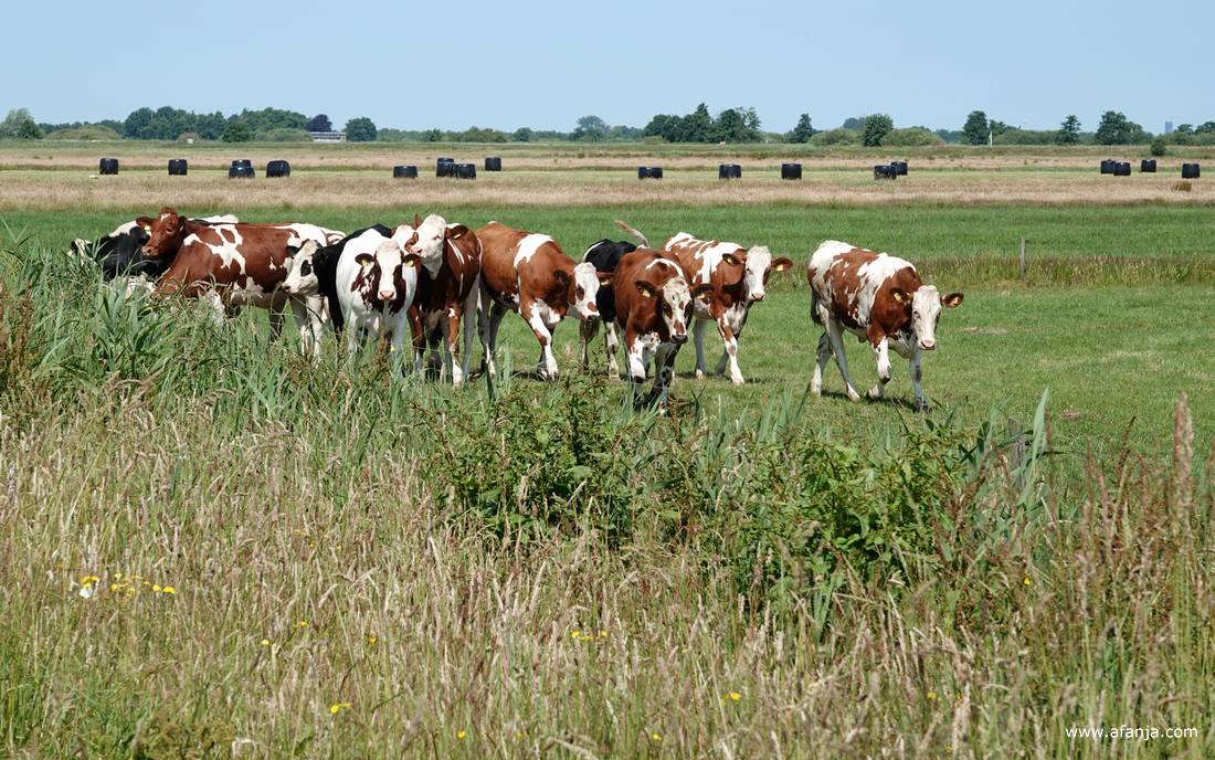 dan zien de hokkelingen ons komen ze naar onze kant van het weiland