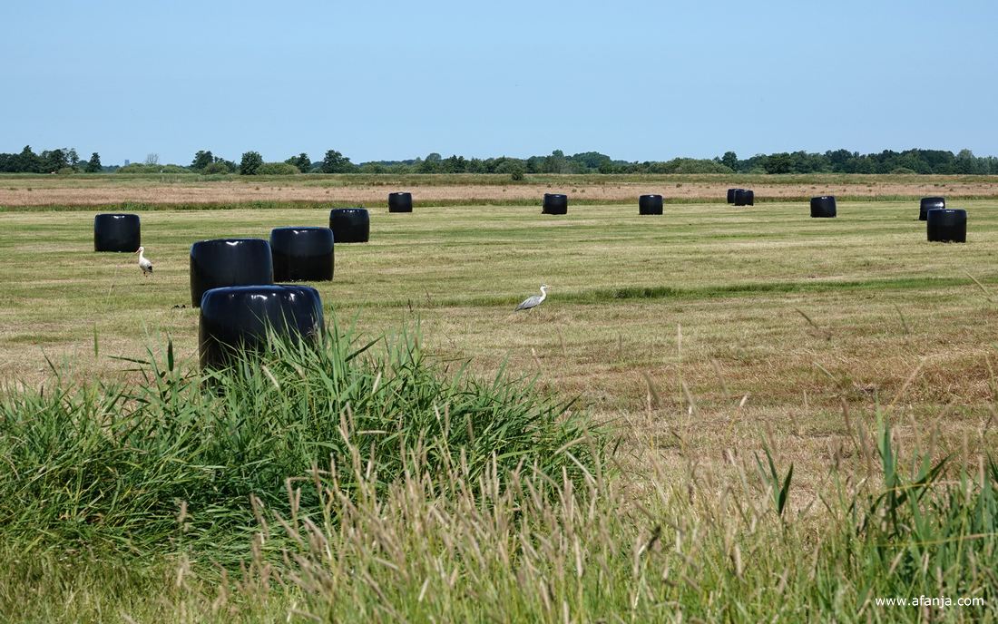 tussen de zwarte plastic balen scharrelen een ooievaar en een blauwe reiger in het weiland