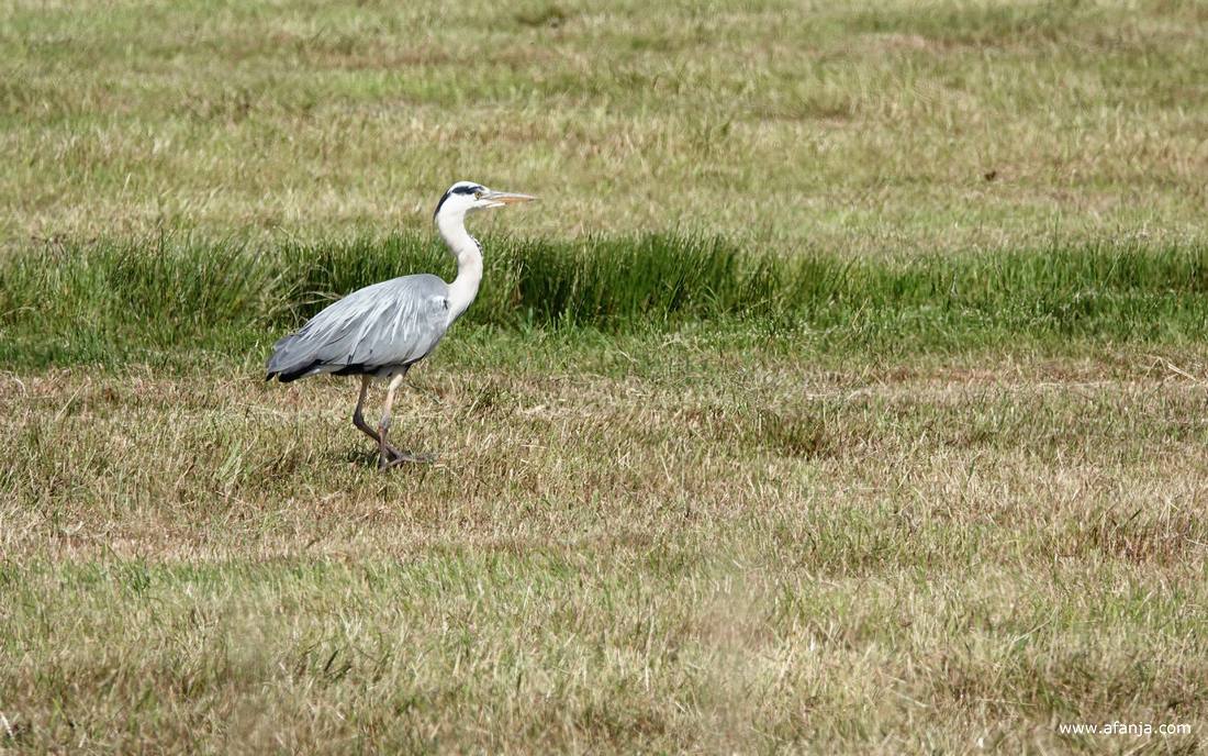een blauwe reiger stapt door een weiland