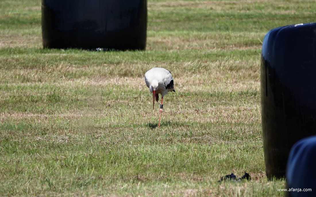 een ooievaar is tussen de zwarte balen aan het foerageren