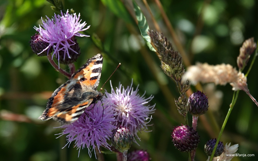een kleine vos in een kruidenrijke berm
