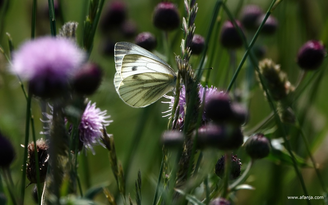 een klein geaderd witje in een kruidenrijke berm