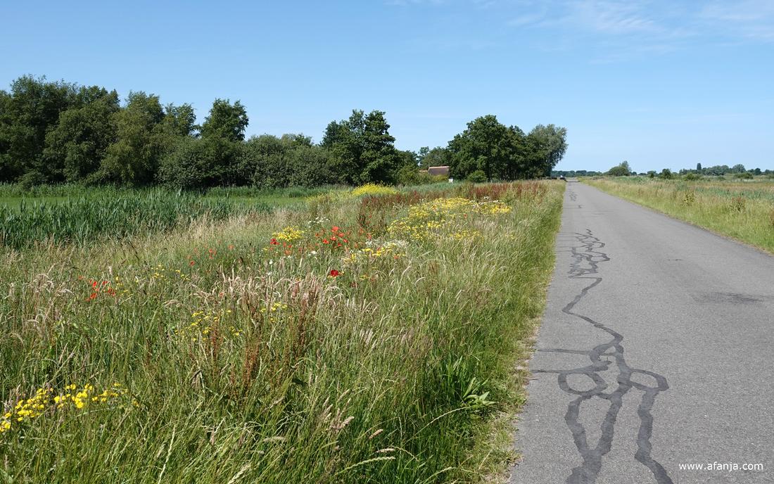 een prachtige kruidenrijke berm