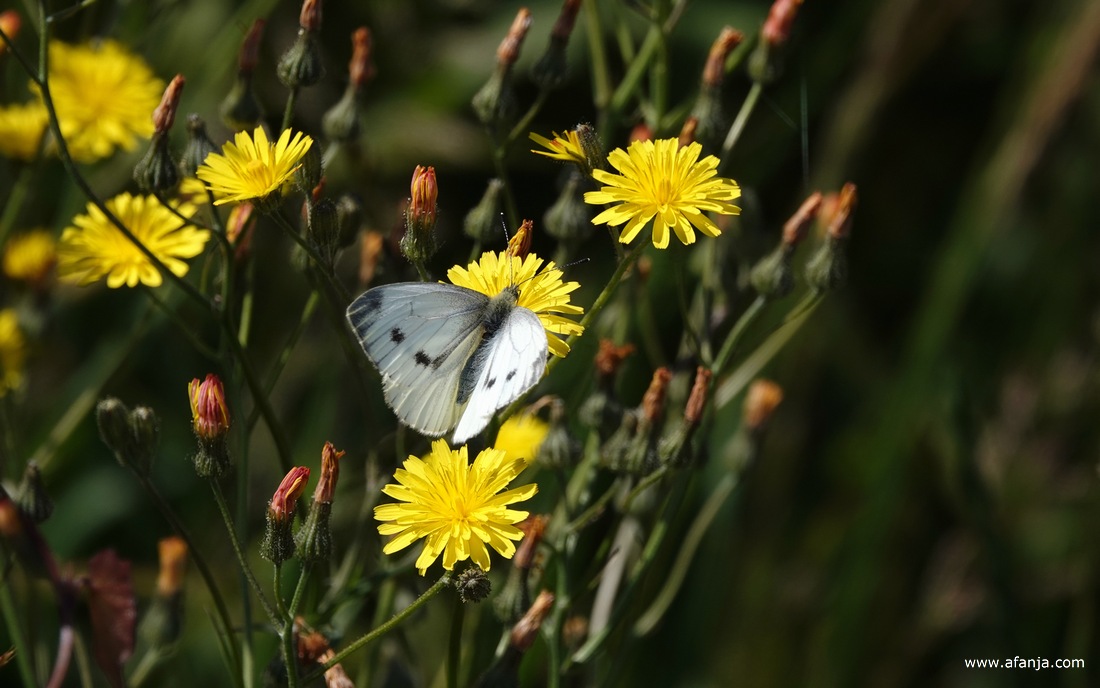 een klein geaderd witje op een geel bloemetje