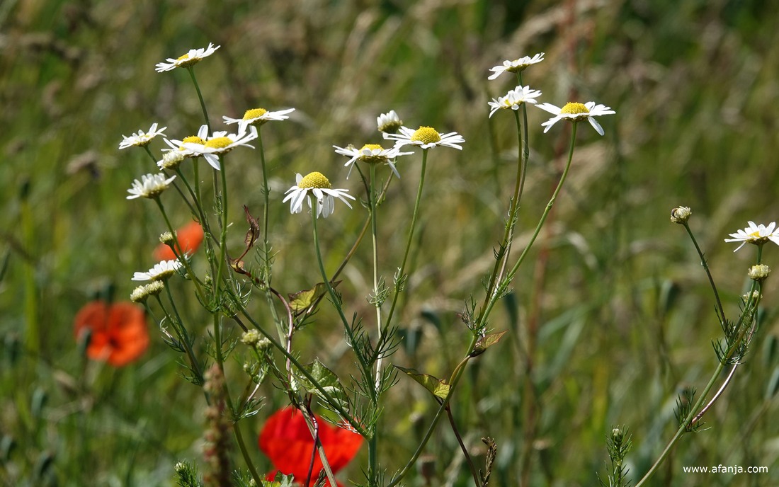 kamille en klaprozen in de berm