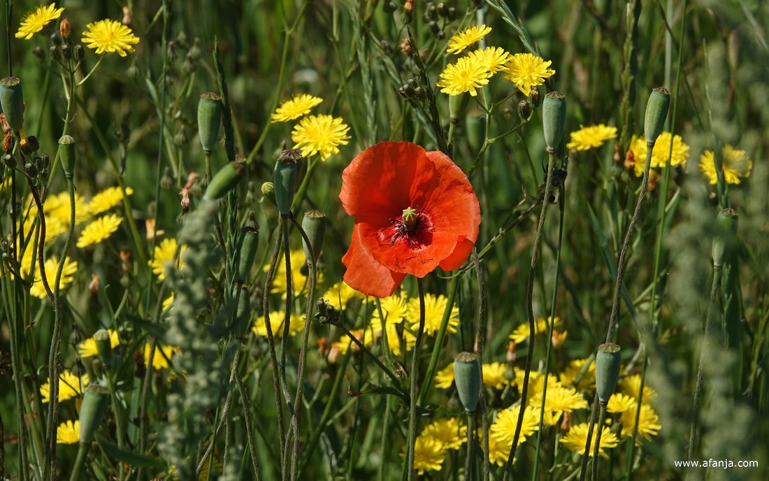 rood en geel in een groene berm