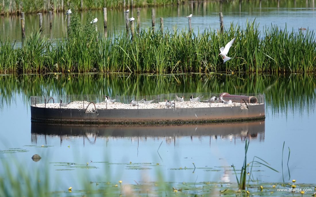 een goed bezet broedeilandje voor de sterns in het gebied