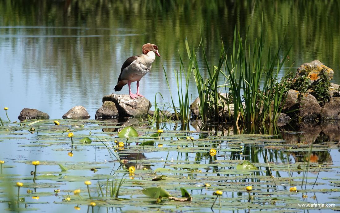 een nijlgans staat wat voor zich uit te kijken